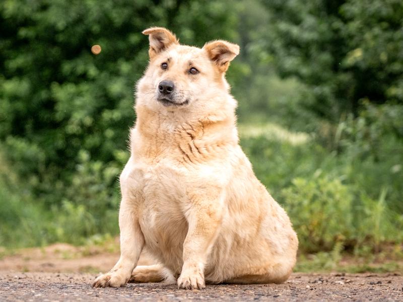 Übergewichtiger Hund